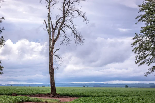 En torr träd i mitten av en stor sojabönor plantage i en moln himmel dag i Brasilien — Stockfoto