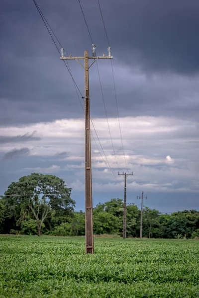 Ein Strommast überquert eine Sojabohnenfarm an einem wolkenverhangenen Tag in Brasilien — Stockfoto