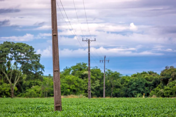 Eine elektrische Leitung durch eine Sojabohnenfarm in Brasilien — Stockfoto