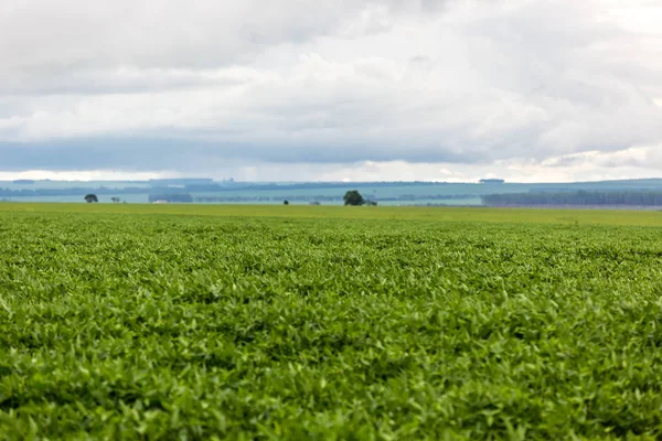 Riesige Sojabohnenplantage in Brasilien — Stockfoto