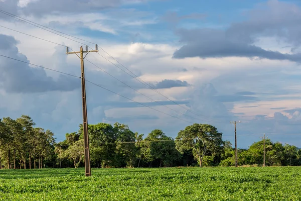 Få elektriska Pole Crossing en sojabönor gård i Brasilien — Stockfoto