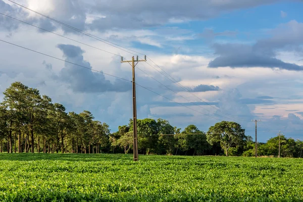Ein Strommast mit einer Sojabohnenernte in Brasilien — Stockfoto