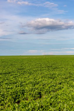 Brezilya 'nın Mato Grosso do Sul eyaletindeki büyük soya fasulyesi hasadı, dünyanın önde gelen soya fasulyesi üreticilerinden biri.