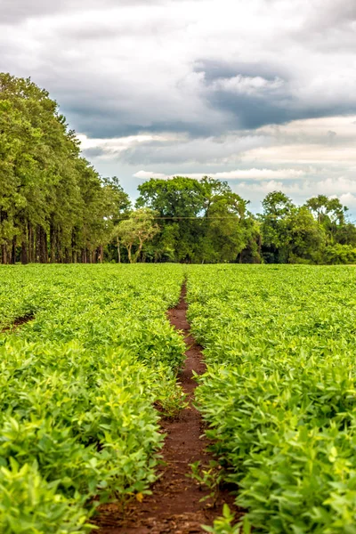 Weg durch eine grüne Sojabohnenplantage mit grünen Bäumen und bewölktem Himmel im brasilianischen Bundesstaat Mato Grosso do sul, einem der größten Sojabohnenproduzenten der Welt — Stockfoto