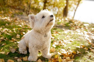 Halkın en iyi dostu köpektir. Şirin tüylü beyaz köpek arka ayaklarının üzerinde duruyor ve şeker istiyor. BATI BEYAZ TERRİSİ.