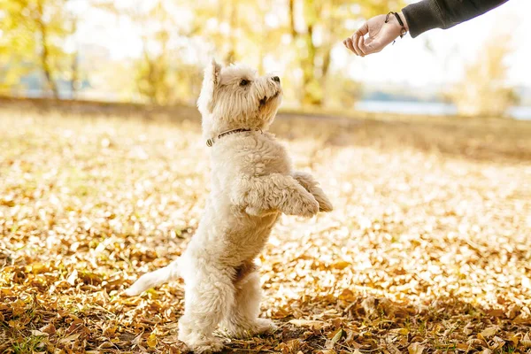 Fehér Terrier Kutya Ugrás Kérve Finom Cookie Kat Ősszel Napos — Stock Fotó
