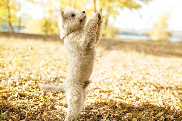 Perro Terrier Blanco Saltando Pidiendo Deliciosas Galletas Otoño Soleado Parque —  Fotos de Stock