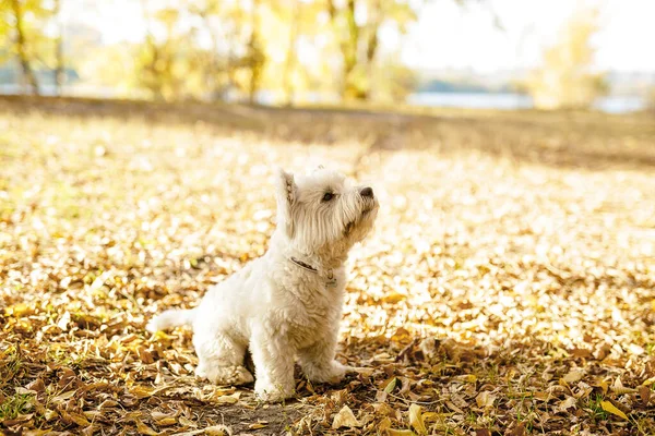 Perro Encantador Está Poniendo Obn Hierba Mirando Lado Interesante Lindo —  Fotos de Stock