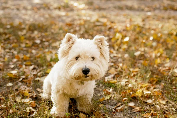Halkın en iyi dostu köpektir. Şirin tüylü beyaz köpek arka ayaklarının üzerinde duruyor ve şeker istiyor. BATI BEYAZ TERRİSİ.