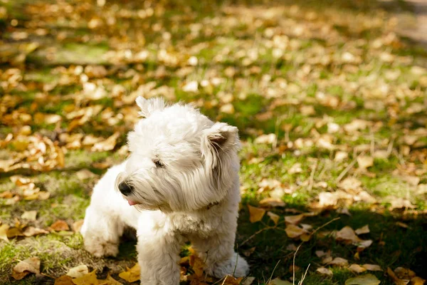 Increíble Retrato Bastante Joven Perro Terrier Blanco Las Tierras Altas —  Fotos de Stock