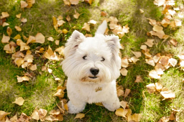 Sonriente Feliz Perro Oeste Las Tierras Altas Blanco Terrier —  Fotos de Stock