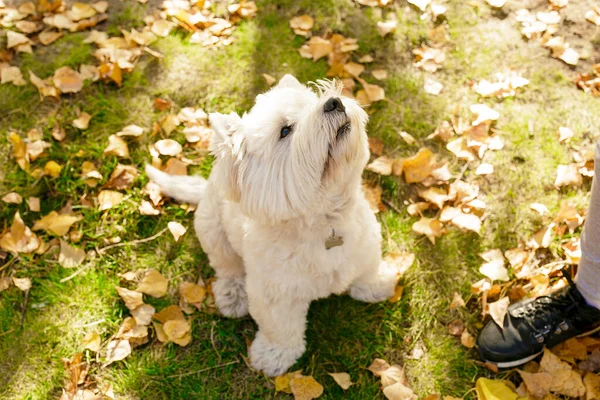 Retrato Perro Blanco Lindo Pedigrí Sentado Hierba Verde Lindo Cachorro —  Fotos de Stock
