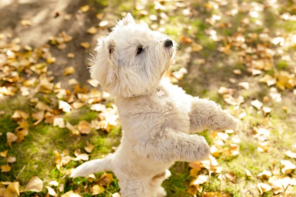Nép Legjobb Barátja Dog Aranyos Kis Bolyhos Fehér Kutya Áll — Stock Fotó