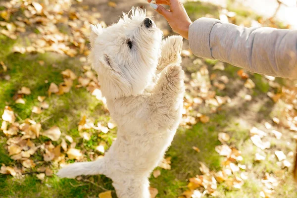Mejor Amigo Gente Dog Lindo Perrito Blanco Esponjoso Está Pie —  Fotos de Stock