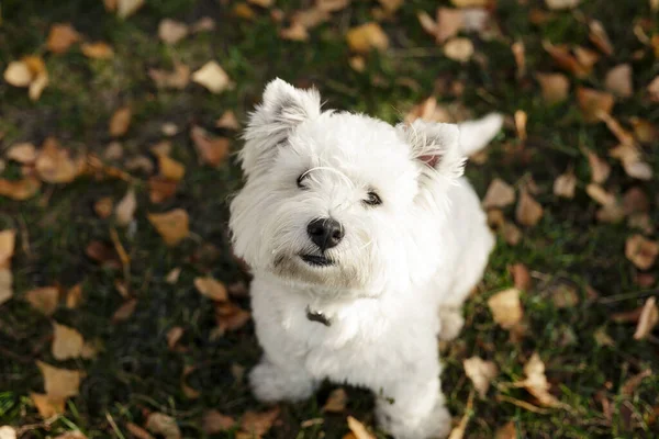 Aranyos Fehér Mosoly Boldog West Highland Fehér Terrier Kiskutya Ellen — Stock Fotó