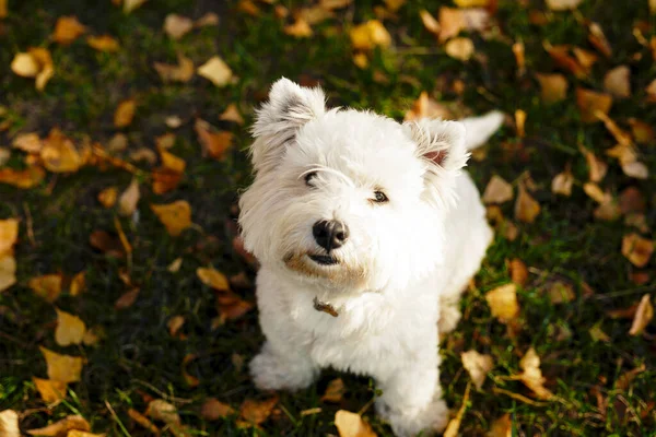 Lindo Blanco Sonrisa Feliz Oeste Altiplano Blanco Terrier Cachorro Contra —  Fotos de Stock