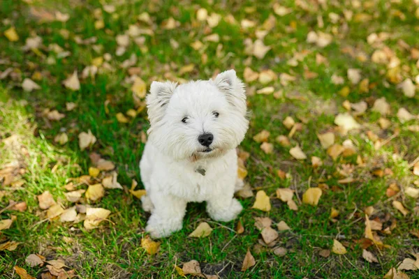 Aranyos Fehér Mosoly Boldog West Highland Fehér Terrier Kiskutya Ellen — Stock Fotó