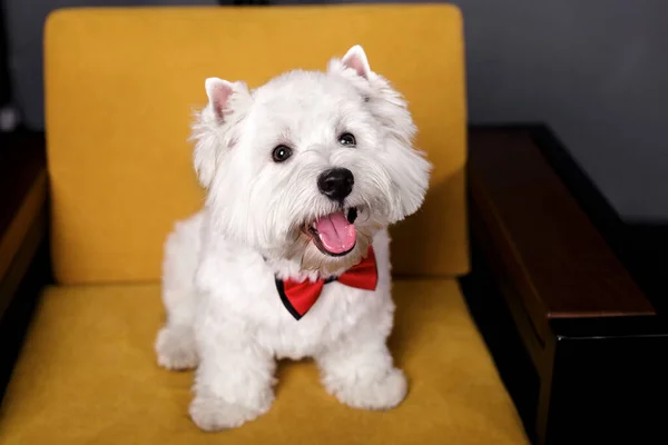 West Highland White Terrier Sárga Beight Fotel Otthon Beltéri Jelenet — Stock Fotó