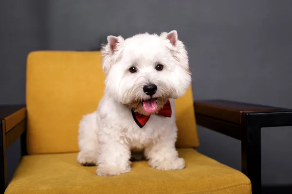 Feliz Mascota Sonriente Sentada Sofá Amarillo Casa Esperando Hombre Feliz — Foto de Stock