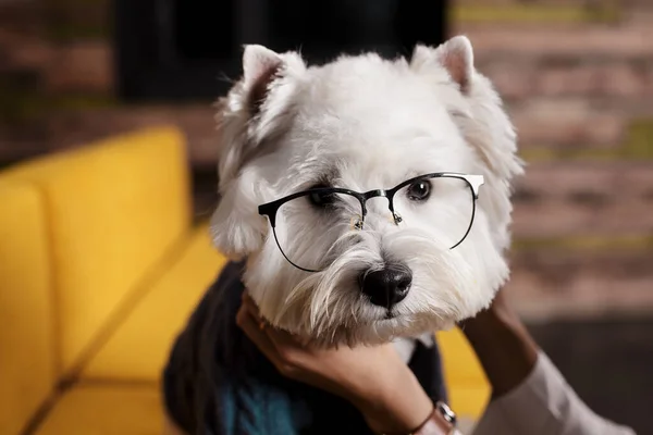 Κοντινό Πλάνο Πορτρέτο Του Λευκού Χνουδωτού Σκύλου Κοστούμι Γυαλιά Σκυλί — Φωτογραφία Αρχείου