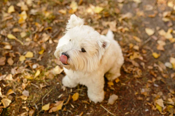 Best Friend People Dog Cute Little Fluffy White Dog Standing — Stock Photo, Image