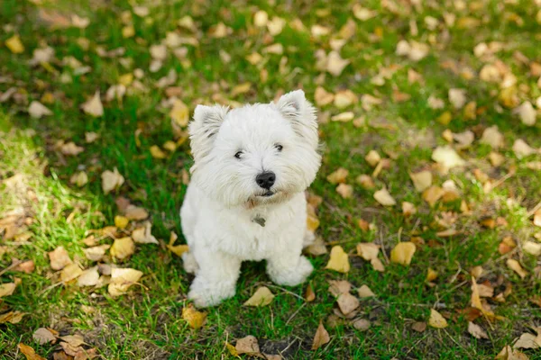 Cute White Smile Happy West Highland White Terrier Puppy Green — Stock Photo, Image