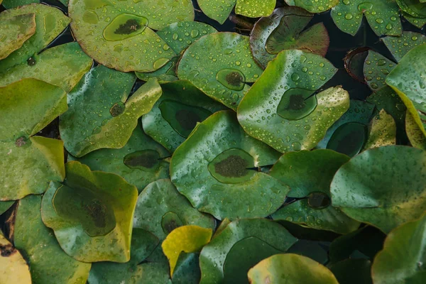 Beaucoup de feuilles du nénuphar dans l'étang — Photo