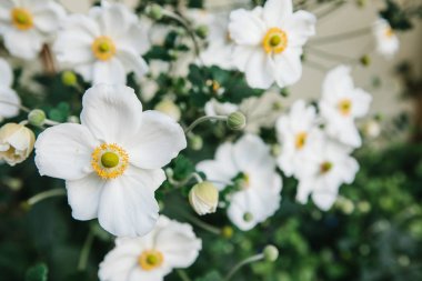 Birçok güzel beyaz çayır çiçek yeşil yaprakları ile