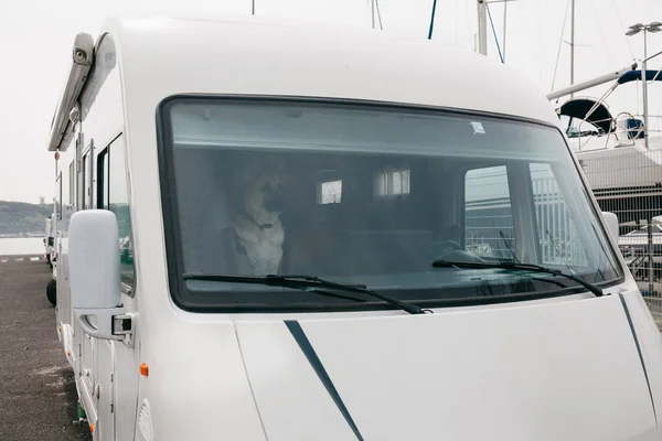 Ein Schäferhund wartet im Auto auf seinen Besitzer. Gemeinsam reisen — Stockfoto