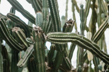 Kaktüsler veya bitki iğne ile. Çevre düzenlemesi veya şehir veya doğal bitkiler için bahçe. Koruma ve çevre koruma