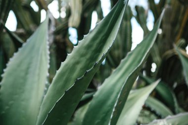Egzotik veya tropikal bitki bahçe veya park. Çiçek ve bahçe ya da doğal saç ekimi ve çalılar. Organik bitki