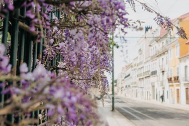 Mor çiçekler Wisteria çit bir dekorasyon olarak büyümek. Portekiz'de Lizbon sokakta arka planda bulanık