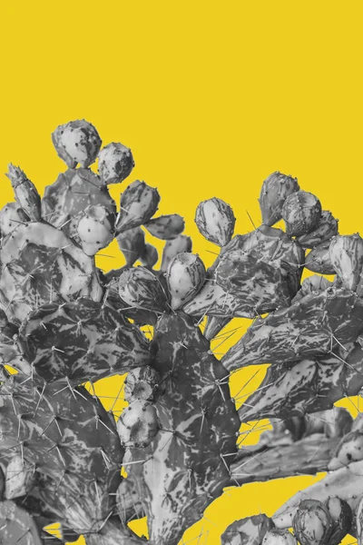 Farbloser Kaktus auf gelbem Hintergrund im minimalistischen Stil — Stockfoto