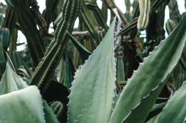 Egzotik veya tropikal bitki bahçe veya park. Çiçek ve bahçe ya da doğal saç ekimi ve çalılar. Organik bitki