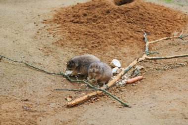 Çöl faresi veya Cape sincap ya da sincap topraklayın. Çölün memeli ve küçük kemirgen ve vahşi hayvan.