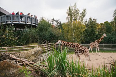 Prag, 26 Eylül 2018: İnsanlar ya da arkadaş grubu veya zürafalar Prag Hayvanat Bahçesi göz konukları. Vahşi Afrika hayvanları koruma hayvanat bahçesi açık hava kafeste