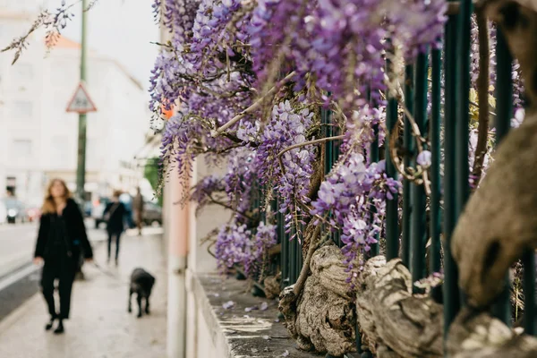 Lila virágok Wisteria nő, mint a díszítés a kerítés. Az emberek az utcán, Lisszabonban, Portugáliában homályosak, a háttérben — Stock Fotó