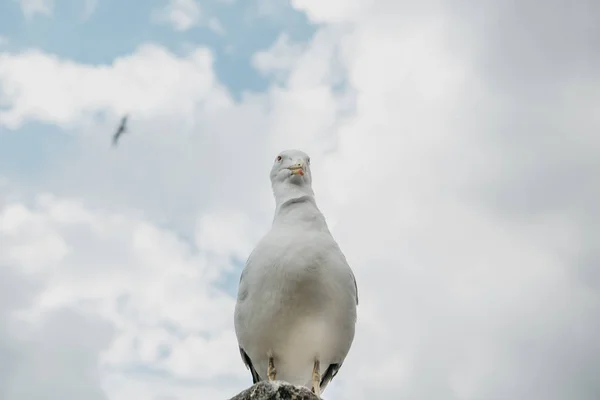 Una sola gaviota sobre un fondo azul del cielo — Foto de Stock