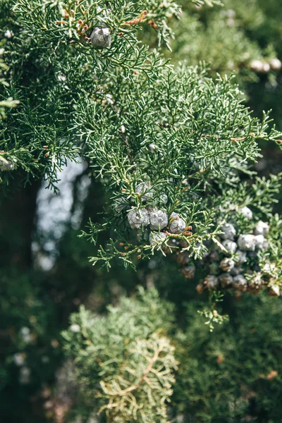 Evergreen tree with cones in natural environment. — Stock Photo, Image