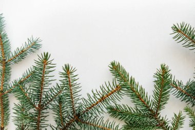 Ladin beyaz bir arka plan üzerinde Şubesi. Noel zemin.