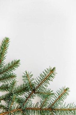 Ladin beyaz bir arka plan üzerinde Şubesi. Noel zemin.