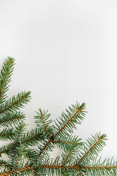Branche d'épinette sur fond blanc. Fond de Noël . — Photo