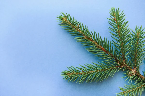 Une branche d'épinette sur fond bleu. Fond de Noël . — Photo