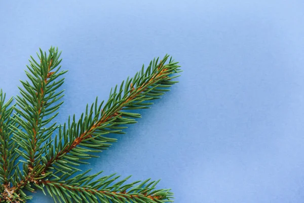 Une branche d'épinette sur fond bleu. Fond de Noël . — Photo