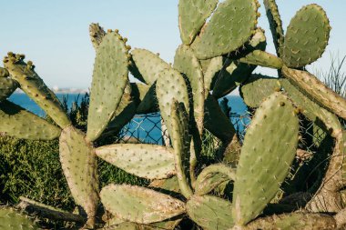 Bir hedge yeşil kaktüs.