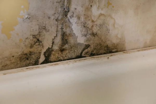 Старая стена в ванной комнате покрыта плесенью — стоковое фото