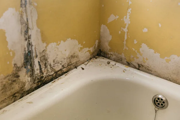 Стара стіна у ванній кімнаті покрита пліснявою — стокове фото