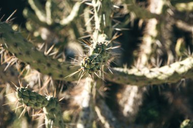 Yakın çekim kaktüs dikenleri ile.