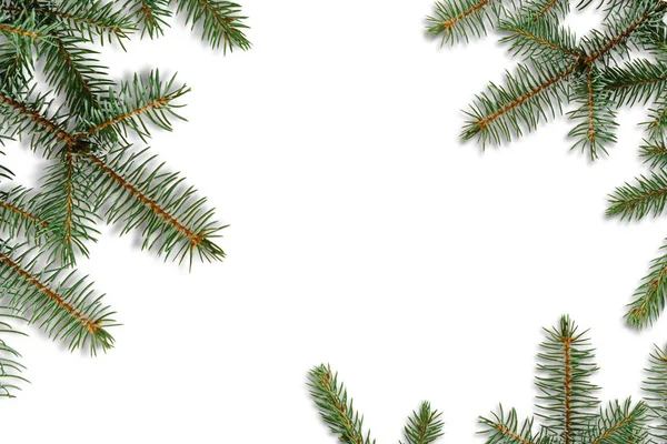 Branch of spruce on a white background. — Stock Photo, Image