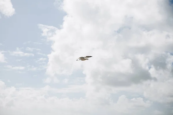 La gaviota vuela alto en el cielo azul . — Foto de Stock